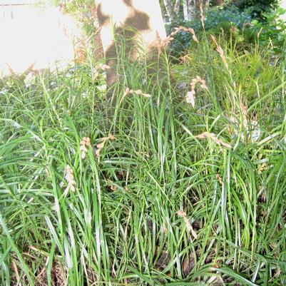Carex muskingumensis 