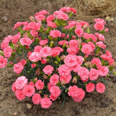Dianthus x Fruit Punch™ Series Classic Coral