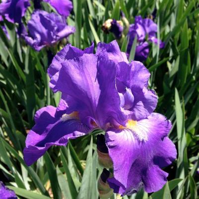 Iris germanica Feed Back