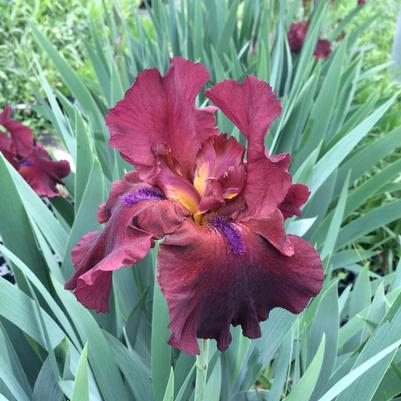 Iris germanica Fortunate Son