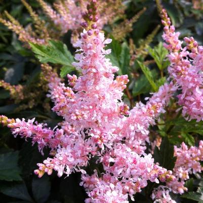 Astilbe x Short and Sweet™ Sugarberry