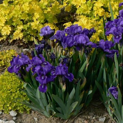 Iris pumila Banbury Ruffles