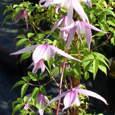 Clematis alpina Willy