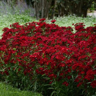 Dianthus barbatus Rockin'™ Red