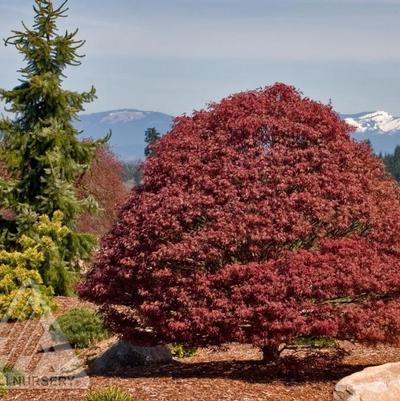Acer palmatum Rhode Island Red