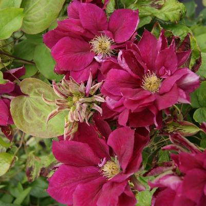 Clematis Red Star