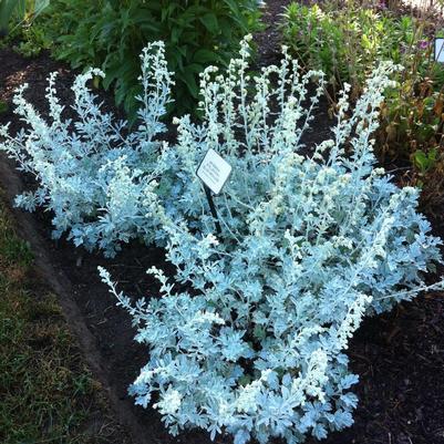 Artemisia stelleriana Silver Brocade