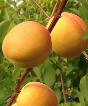 Apricot Puget Gold