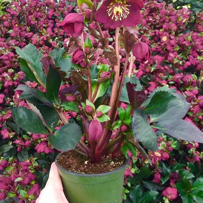 Helleborus x Ice n' Roses Gold Collection® Red