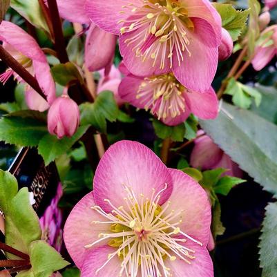Helleborus x Ice n' Roses Gold Collection® Rose