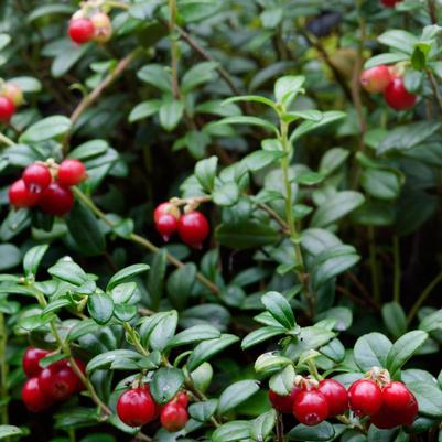 Lingonberry Red Candy