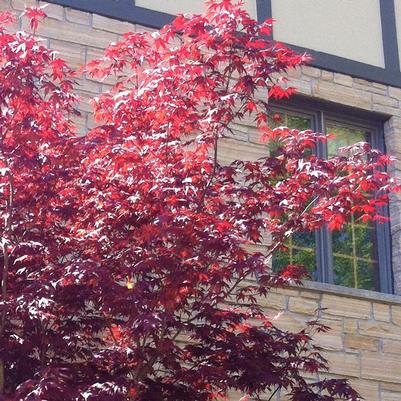 Acer palmatum Red Upright
