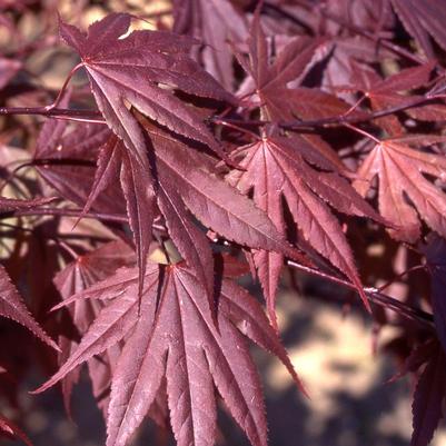 Acer palmatum Crimson Prince