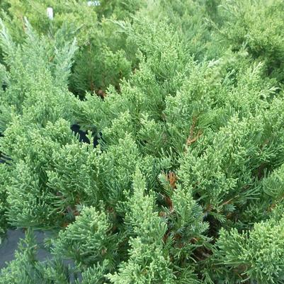 Juniperus chinensis San Jose