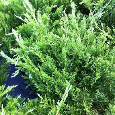 Juniperus sabina Buffalo