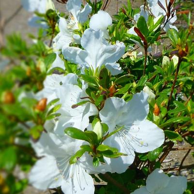 Azalea (Rhododendron) Girard's Pleasant White