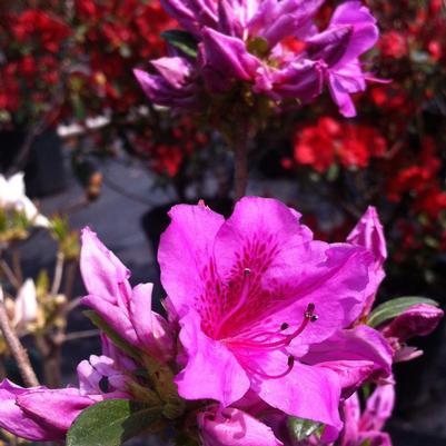 Azalea (Rhododendron) Herbert