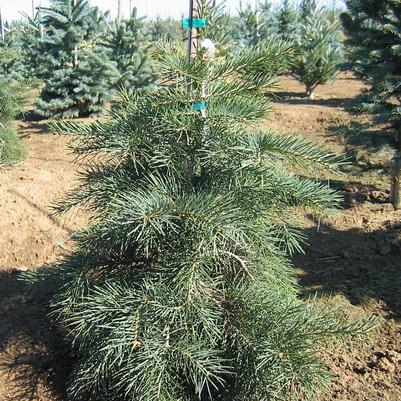 Abies concolor Gable's Weeping