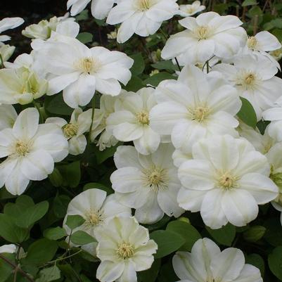 Clematis Mary-Claire