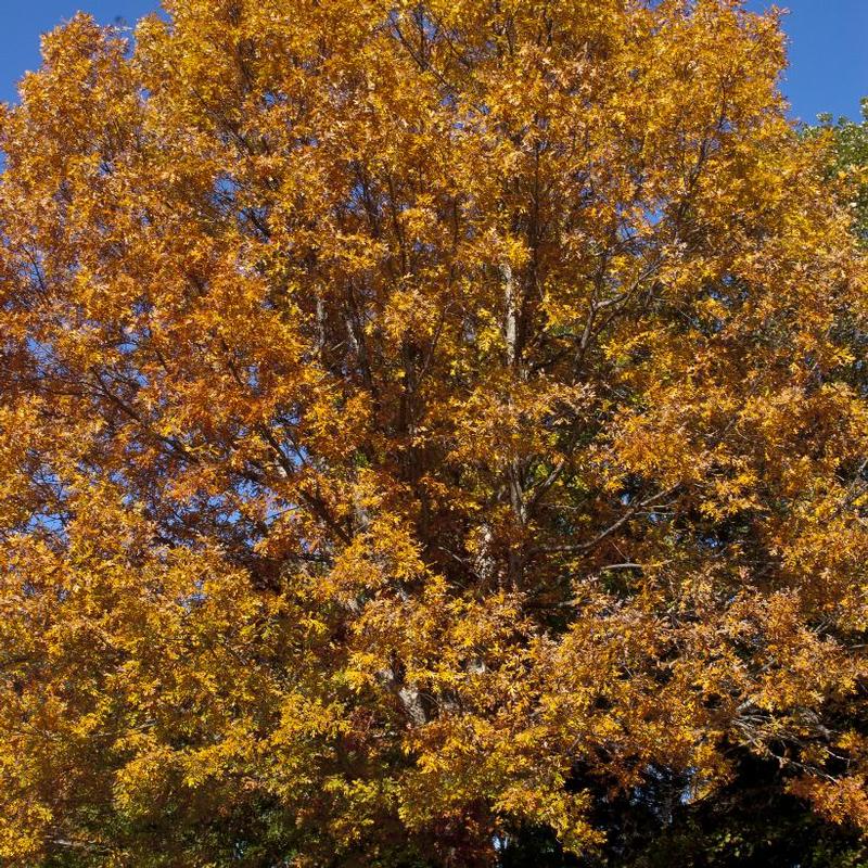 Quercus alba 
