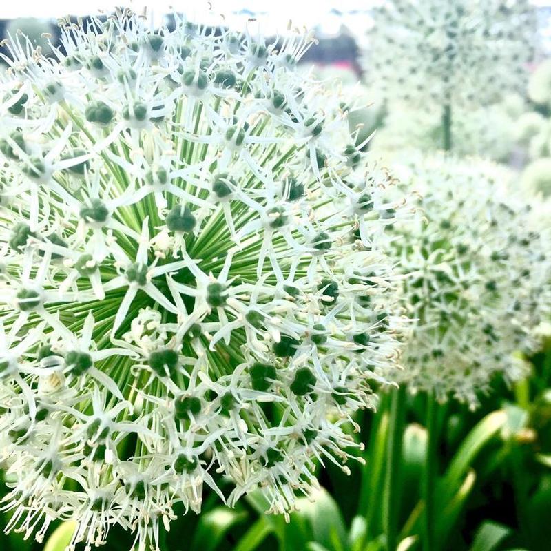 Allium x Mount Everest
