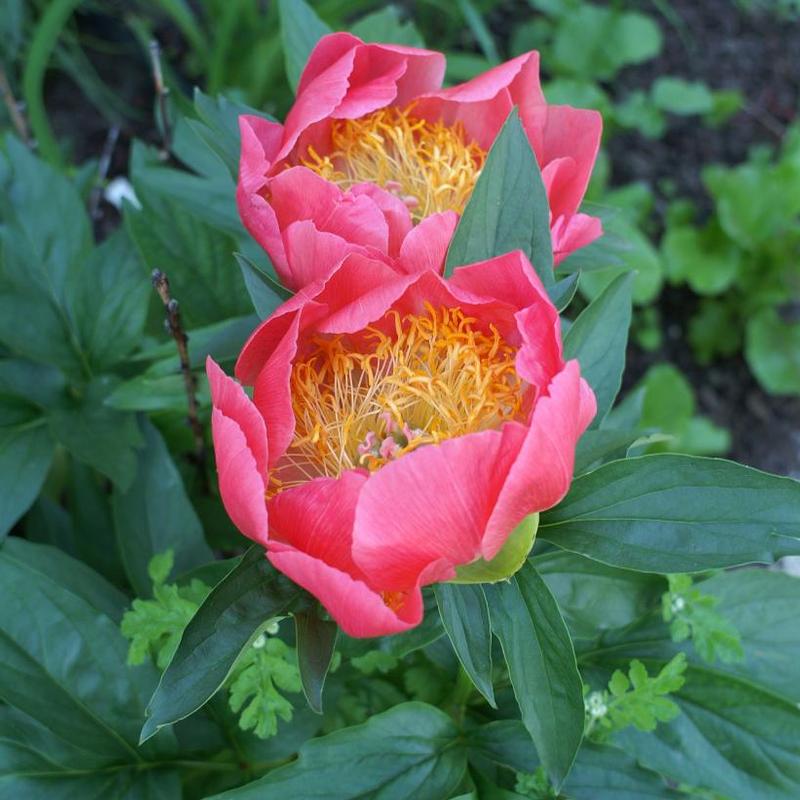 Paeonia Flame