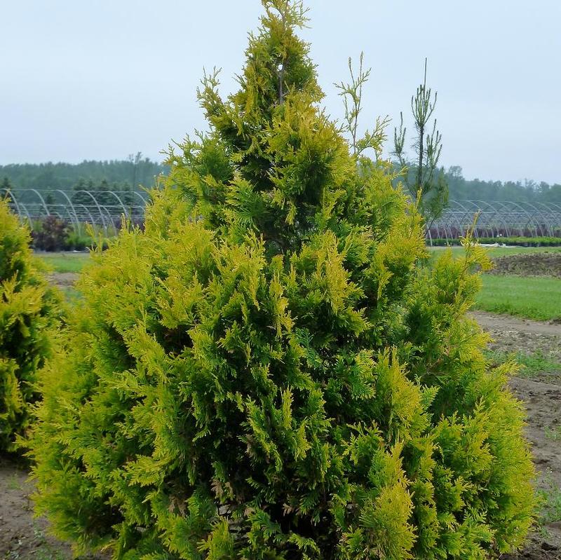 Thuja occidentalis Sunkist