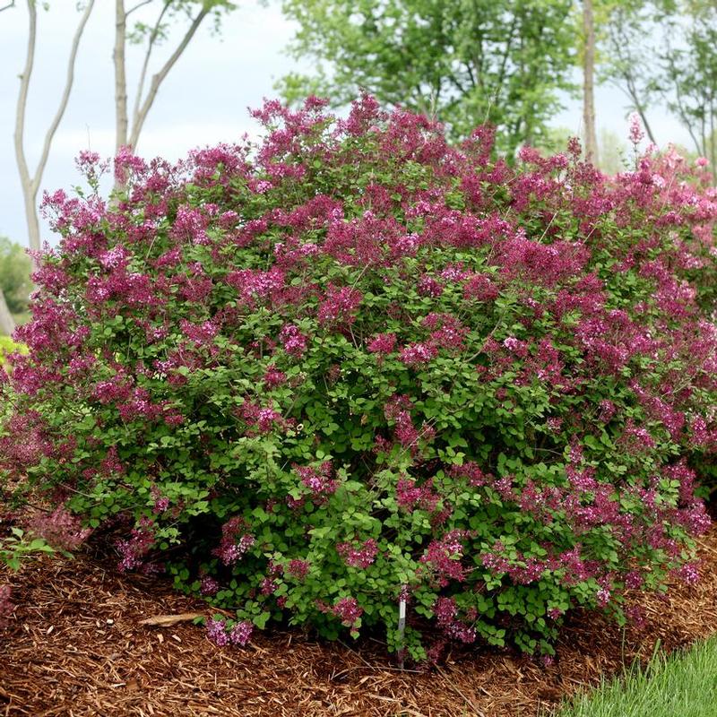 Syringa x SMSJBP7