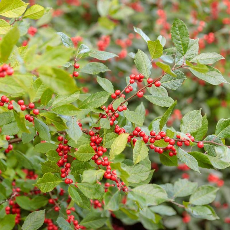 Ilex verticillata Spravy