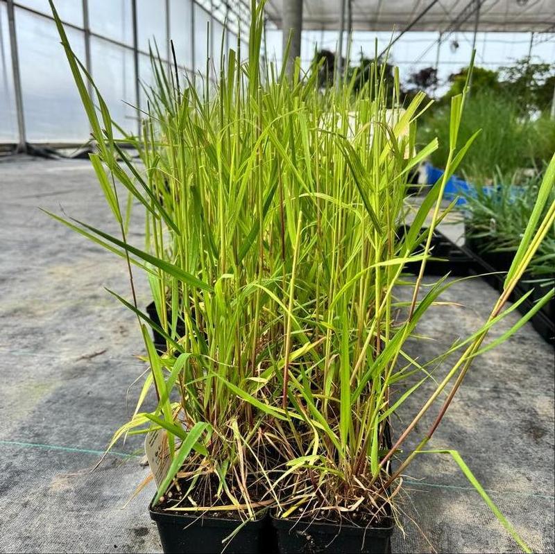 Elymus virginicus 