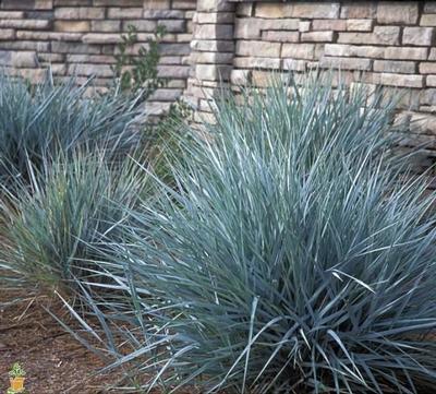 Elymus arenarius Blue Dune