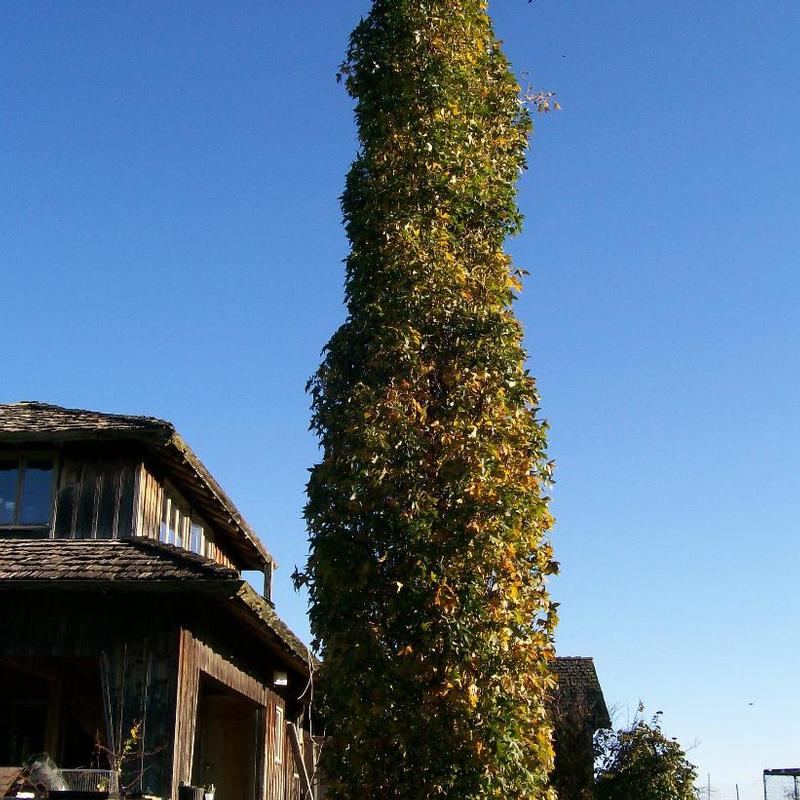 Liquidambar styraciflua Slender Silhouette