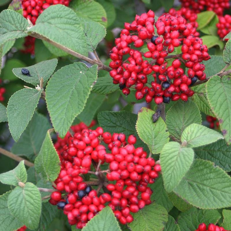Viburnum x Redell