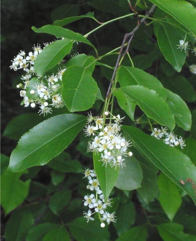 Prunus serotina 