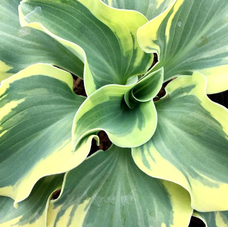 Hosta Mini Skirt