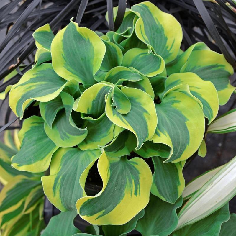 Hosta School Mouse
