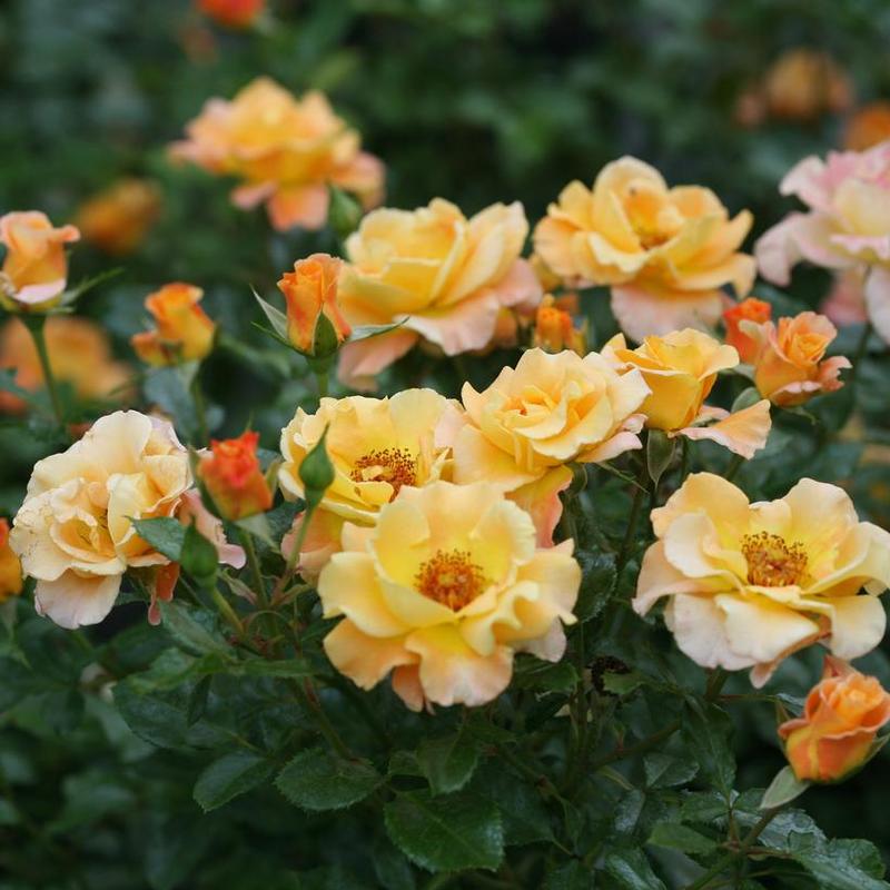 Rosa Chewgewest