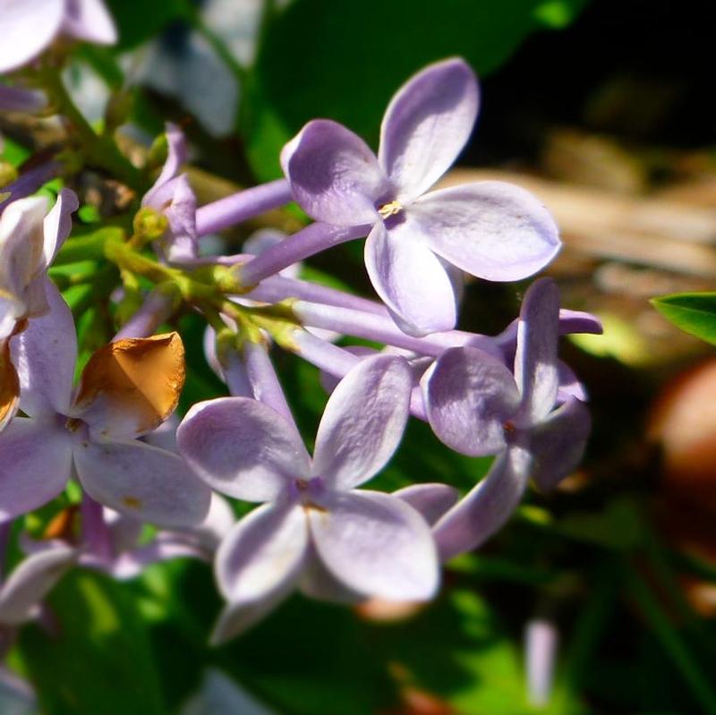 Syringa x vulgaris Prairie Petite