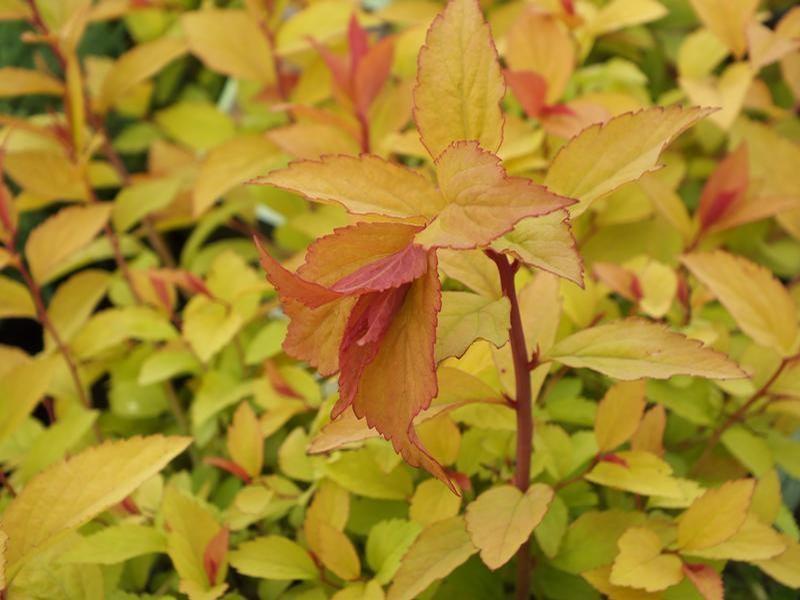 Spiraea japonica Firelight