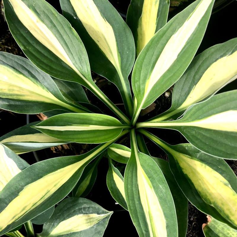Hosta Risky Business