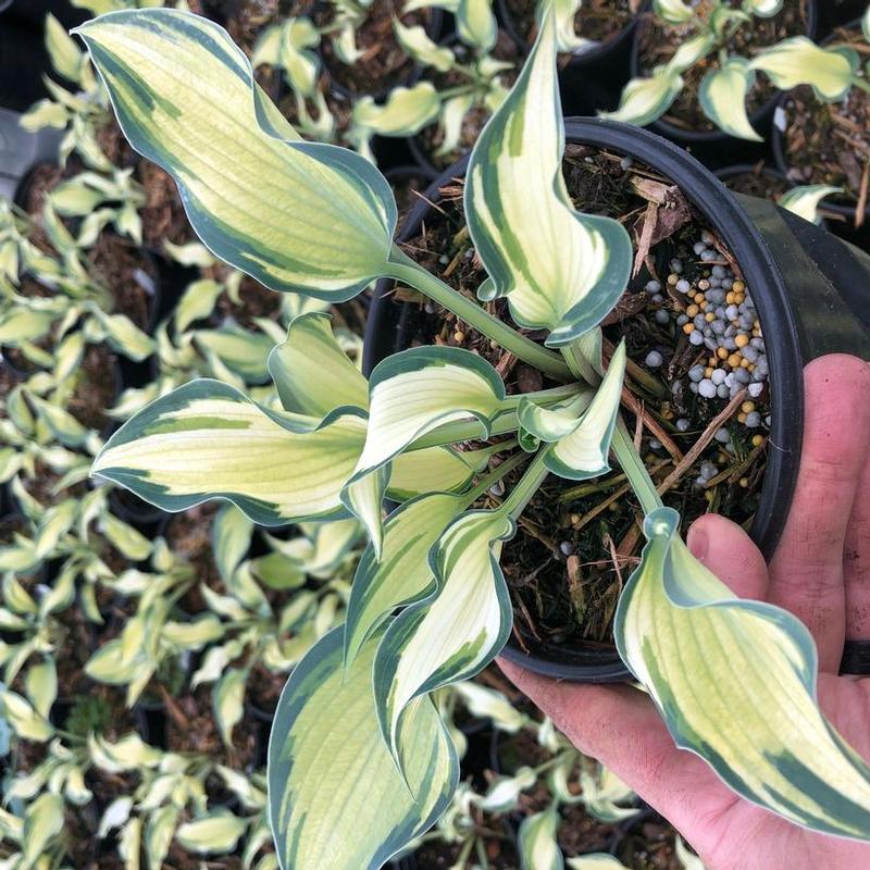 Hosta Teacher's Pride