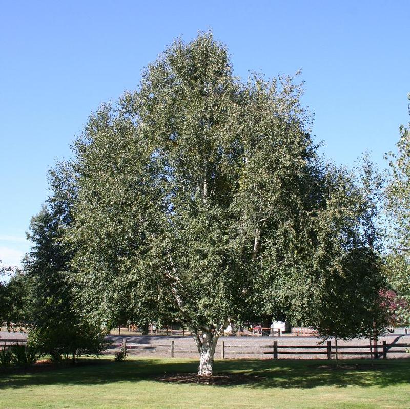 Betula utilis var. jacquemontii 