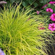 Pennisetum alopecuroides JS Jommenik