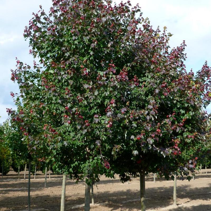 Acer rubrum Magnificent Magenta