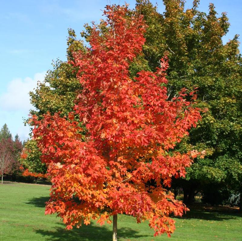 Acer saccharum Bailsta