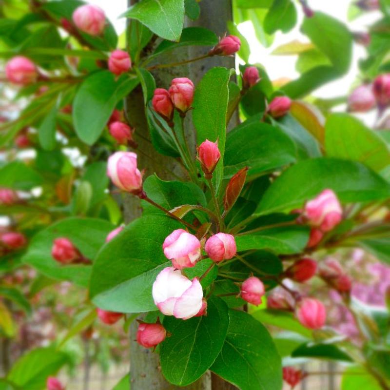 Malus Hargozam