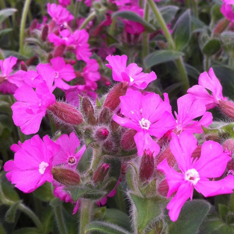 Silene x robotii Rolly's Favorite