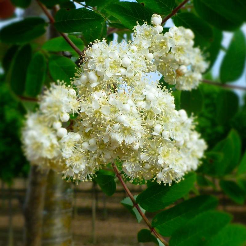 Sorbus aucuparia Michred