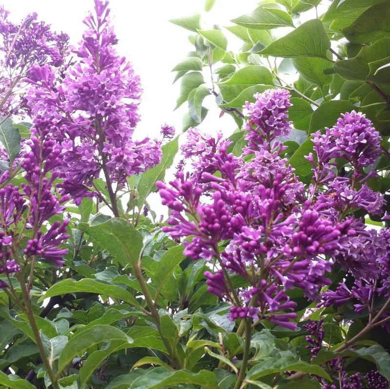 Syringa x prestoniae Preston Lilac Royalty