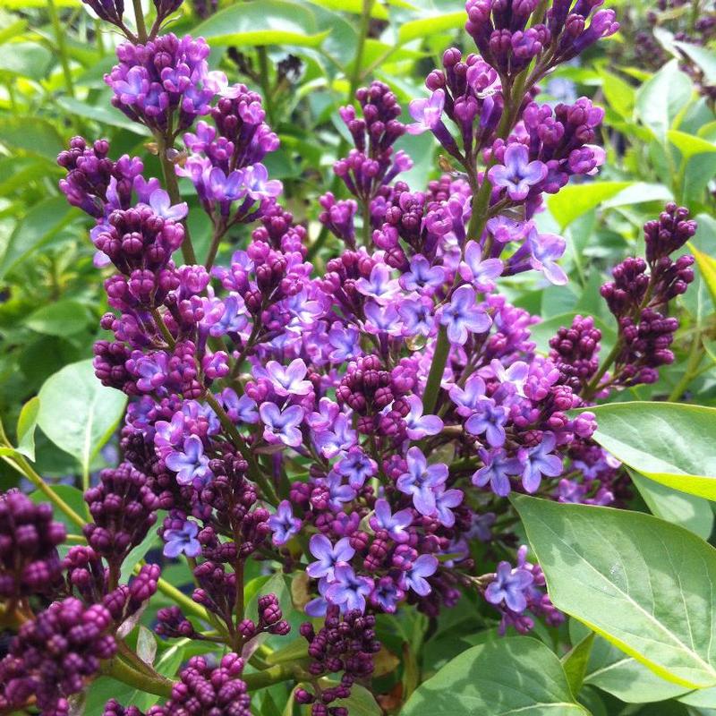 Syringa vulgaris 
